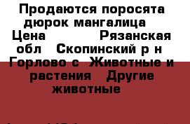 Продаются поросята дюрок,мангалица. › Цена ­ 5 000 - Рязанская обл., Скопинский р-н, Горлово с. Животные и растения » Другие животные   